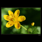 Caltha palustris