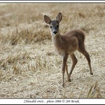 Zbloudilé srnče