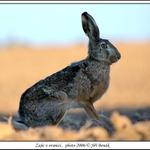Zajíc v oranici