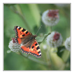 babočka kopřivová