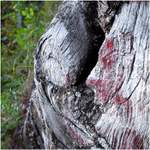 Milenci v pařezu II