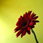 **Dotknu se Slunce***