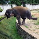 Slon nebo \"holubička\"