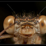 Poslušně hlásím ...