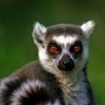 lemur