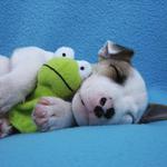 \'\'Sweet dream\'\'