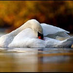 Zasnena v jesennych farbach