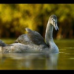 Zasnena v jesennych farbach II