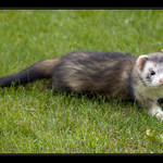 Ferret
