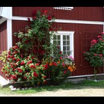 Švédsko - ostrov Sandhamn (2)