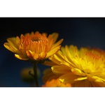 ...podzimní barevnosti...