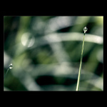 Tichá závist ostrosti =)