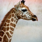 Portrait - giraffe baby