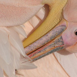 Pelecanus onocrotalus - polední očista