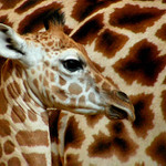 Schovka v zoo :o)