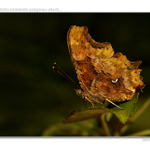 ...babôčka zubatokrídla...