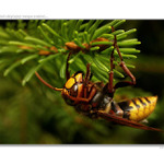 ...sršeň obyčajný...