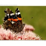 ...babôčka admirálska...