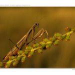 ...modlivka zelená - hnedá forma...