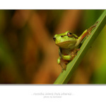 ...rosnička zelená...