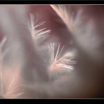 Dreaming