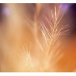 Dreaming V.