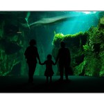 Mami, tati ... žralok !