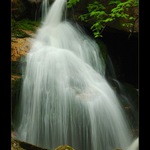 ... Černé vlásečnice ...