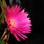 Nastavila slunci tvář