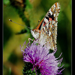 Babočka bodláková