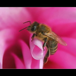 V růžové zahradě