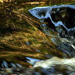 Velký modrý kocour brodící se zlatem