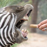 chyba ustna hygiena, ale inac dobry