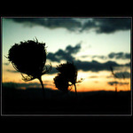 .. in the wind II. ..