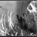 Butterfly from Slovakia