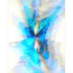 Electric blue morphos