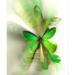 Queen Victoria´s birdwings III