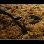 Koralovec čierny, alebo čítaj poznámky do konca, lebo sa nedozvieš, čo sa tam stalo...