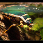 Potápník - pozice číhajícího lovce