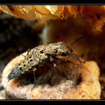 Drabčík - muchobijec