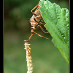 Snídaně na sosáček