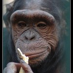 Pan Troglodytes
