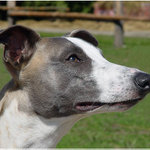 nejlepší přítel - oddanost