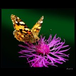 Stretnutie s motýľom ...