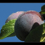 slivovička dozrává