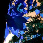 Zahrady Pražského hradu, září