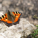 babočka kopřivová II