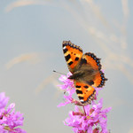 babočka kopřivová III