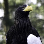 Tady hlídám já :)