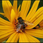 Jedna s posledných...2